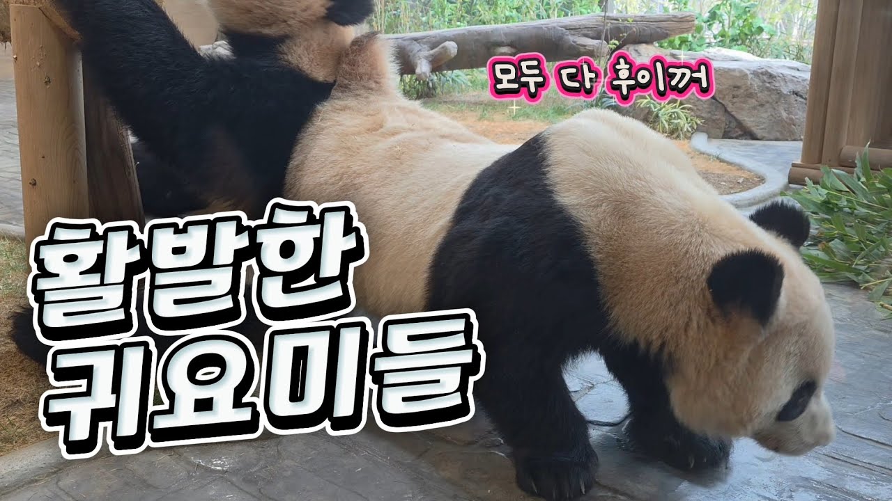 🗓20260305 바오패밀리 🎦활발한 귀요미들🎦 💕🐼러바오🐼아이바오🐼루이바오🐼후이바오💕