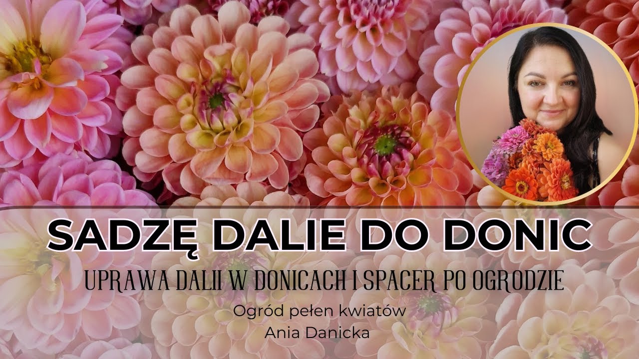Sadzę dalie do donic. Jak uprawiać dalie w donicach, uszczykiwanie. Spacer po ogrodzie.