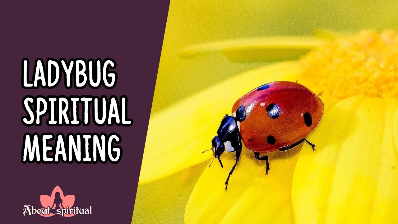 Ladybug Spiritual Meaning - YouTube
