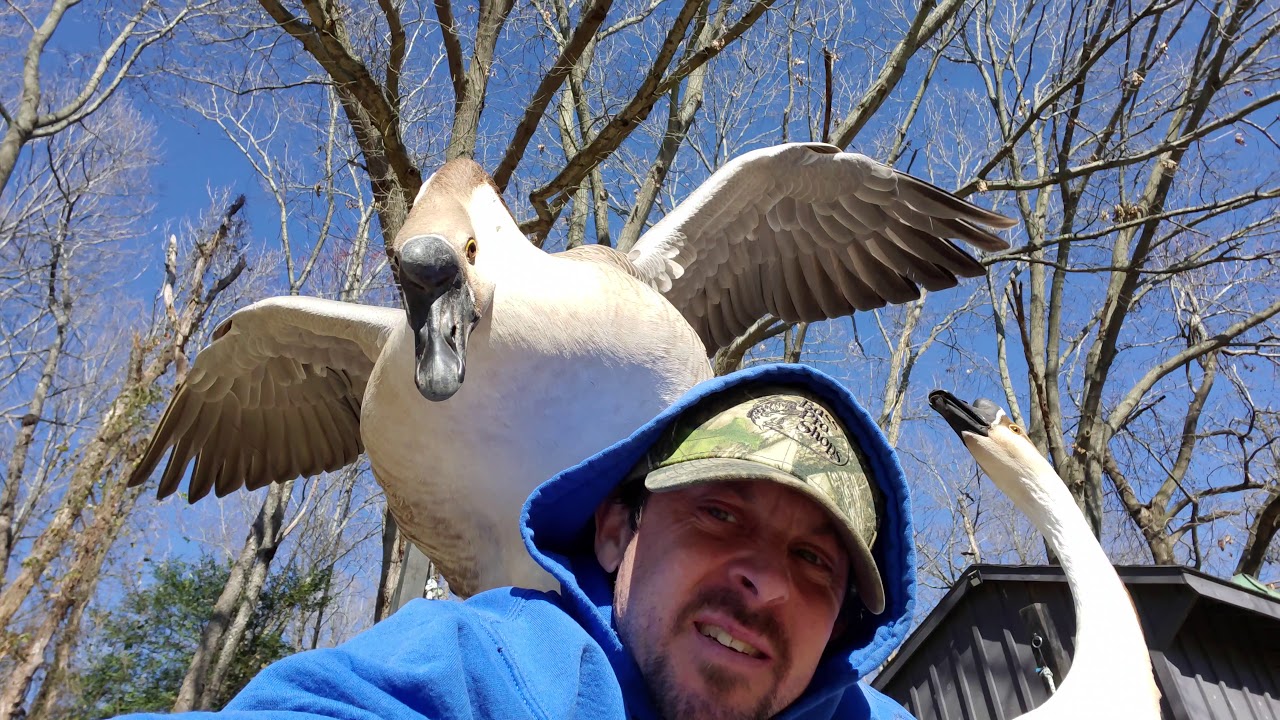 Goose Attack Injuries Goose Attacks and Jumps On My Head - YouTube