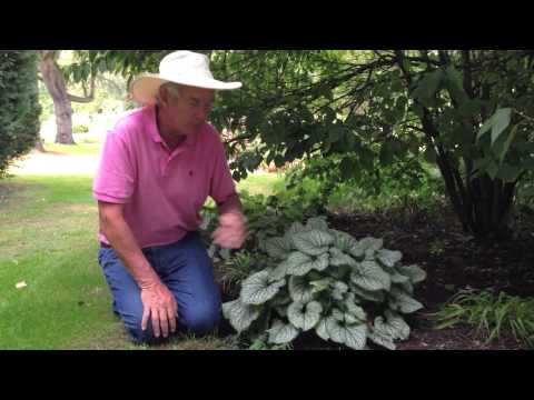 वीडियो: बढ़ती ब्रूनेरा - ब्रूनेरा मैक्रोफिला के लिए पौधों की देखभाल