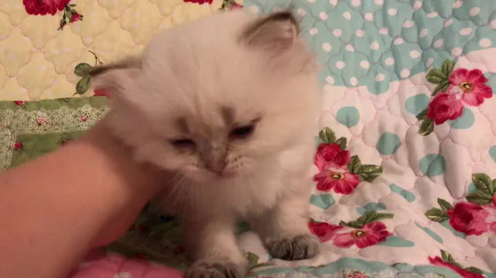 Video 561721: lynx point himalayan, lynx point kittens, teacup himalayan, himalayan doll, kittens cattery