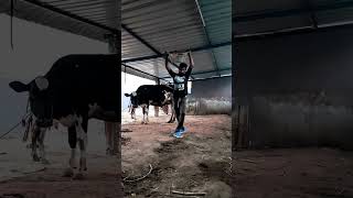 Dairy farm shed work #motivational #dairyfarm  #work