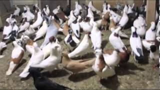 Quslar Behruz Xutor 0517270722 0557104152