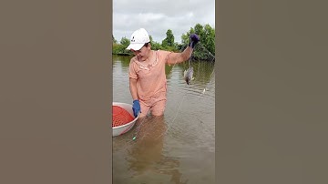 Em Gái Miền Tây lội sông thăm lưới mùa nước nổi dính cá thấy ham / Watching fish #shorts / TMT