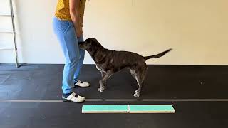 Wooddog Target 50 Cm Coördinatie En Spiertraining Voor Je Hond - Sport En Spel Voor Dieren