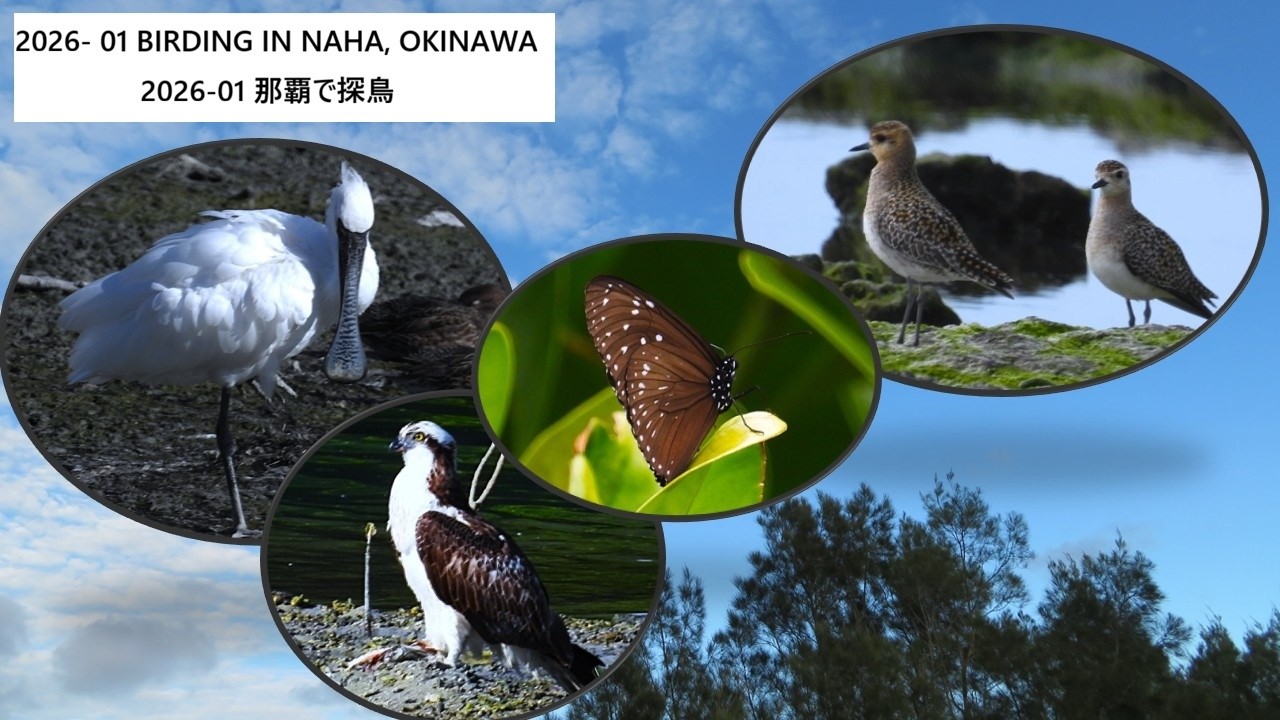 2026 - 01 Birding in Naha / 那覇で探鳥