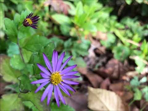 世界に一つだけの花・富澤裕編曲（MIDI）