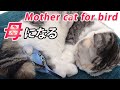 セキセイインコのお母さんになった猫 The cat became the mother of the parakeet.