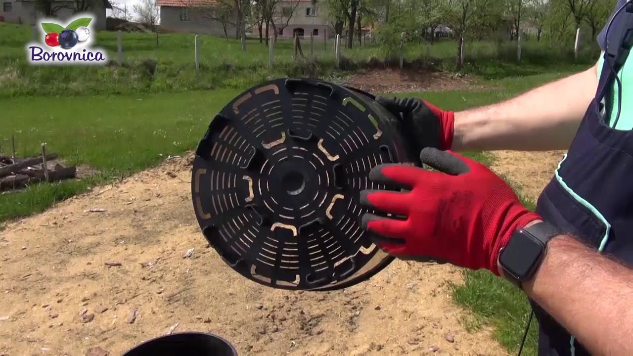 Borovnica - Saksije za borovnicu