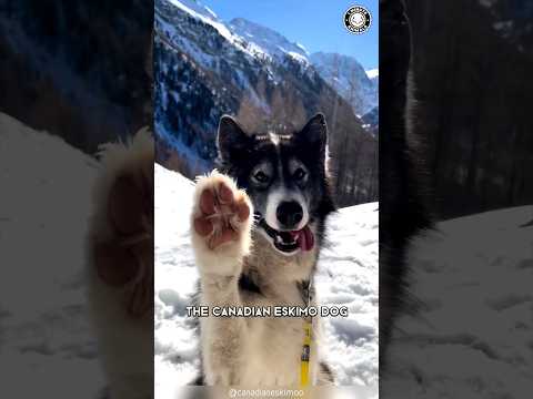 Video: Cane Corso