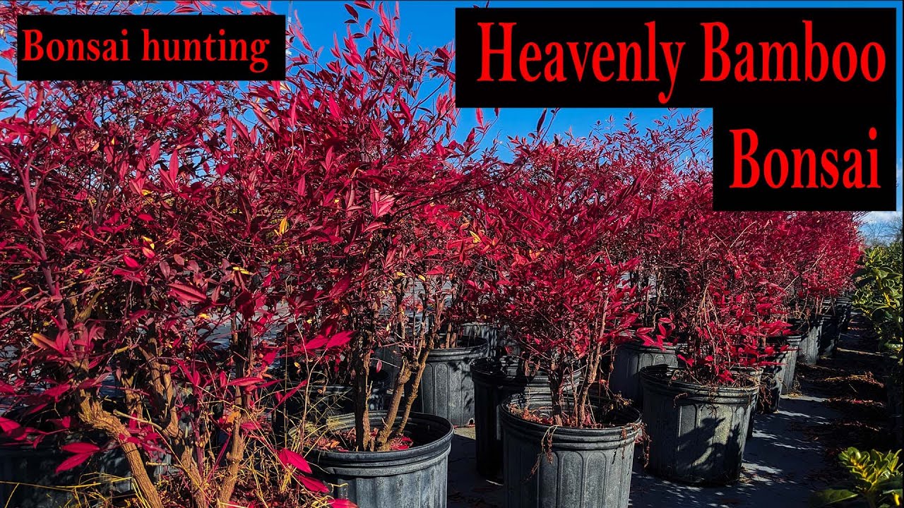 Nursery hunting for heavenly bamboo pre Bonsai, Beautiful red colors!,  Nandina