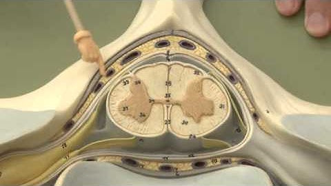 Spinal Cord Model