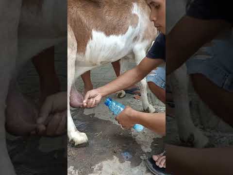Video: Sifat yang berguna dan kontraindikasi susu kambing