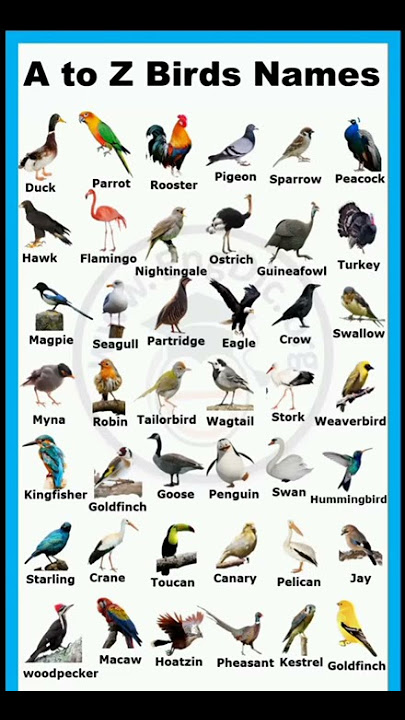 A to Z Birds names