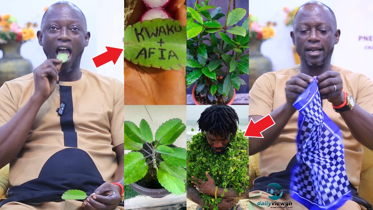 Spiritual Uses Of Leaf Of Life Taamiawu (Miracle Leaf) Nyanya & Bay Leaf - FULL VIDEO