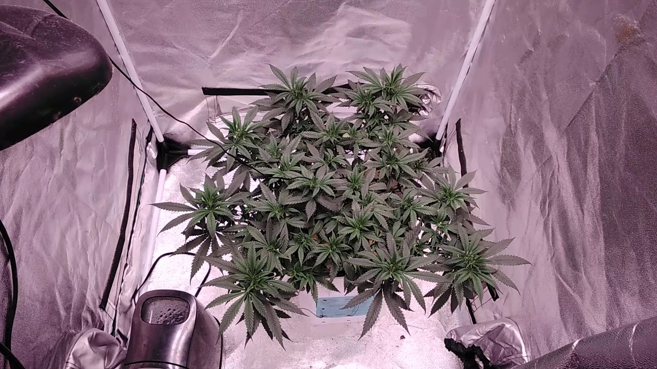 18+ E.s 180v2 2.5x2.5 tent grow in veg ... getting bushy