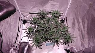18+ E.s 180v2 2.5x2.5 tent grow in veg ... getting bushy