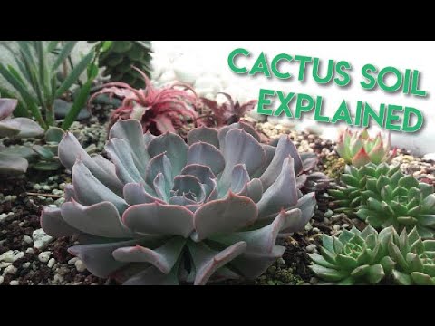 Video: Adakah haram untuk menggali kaktus di Texas?