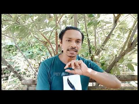 Induk Babi Memakan Anaknya