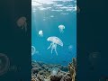 THIS WORLD EXISTS BENEATH THE OCEAN 😳🐠#CoralReef #Ocean #Underwater #MarineLife #Fish #Nature #4K