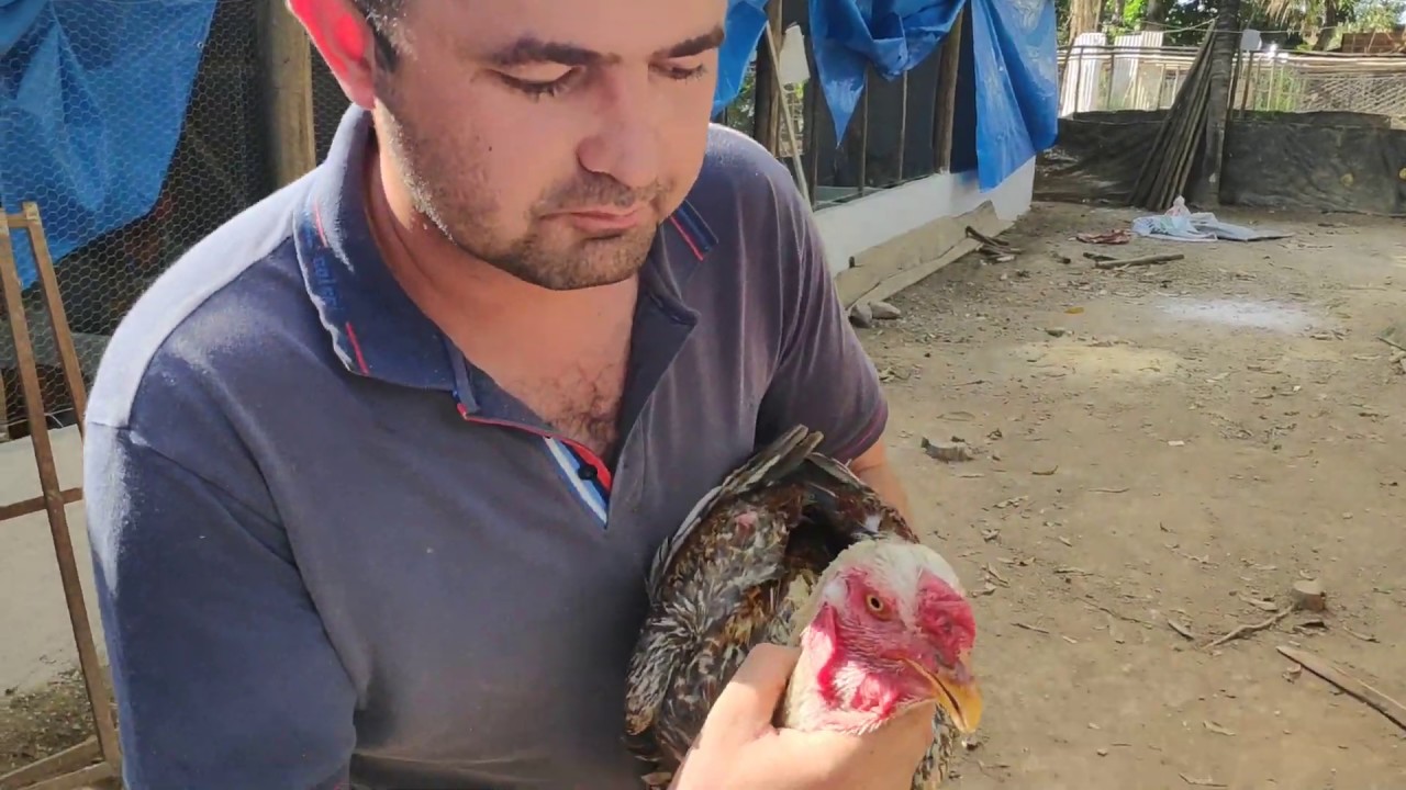 ESSE FRANGO JÁ GANHOU BAIA, VEJA COMO ELE É MONSTRO fazenda edinburgh