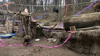 Baboon Easter Egg Hunt!