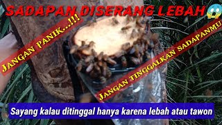 Download Lagu menyadap mangar aren diserang lebah MP3