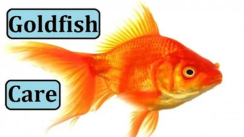 Goldfish Care 101 Guide Tips Basics How to Care for a Goldfish Aquarium Tank Videos for Kids
