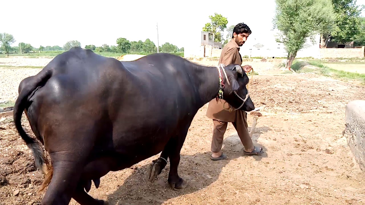 Beautiful buffalo for Sale in Pakistan 03427068520,,25.06.2020 - YouTube