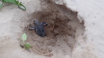 Tình nguyện viên bảo tồn rùa biển Côn Đảo năm 2015