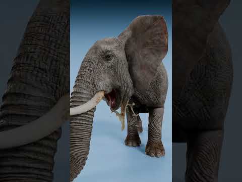 Chicken Vomit Vs Dolphin Vomit