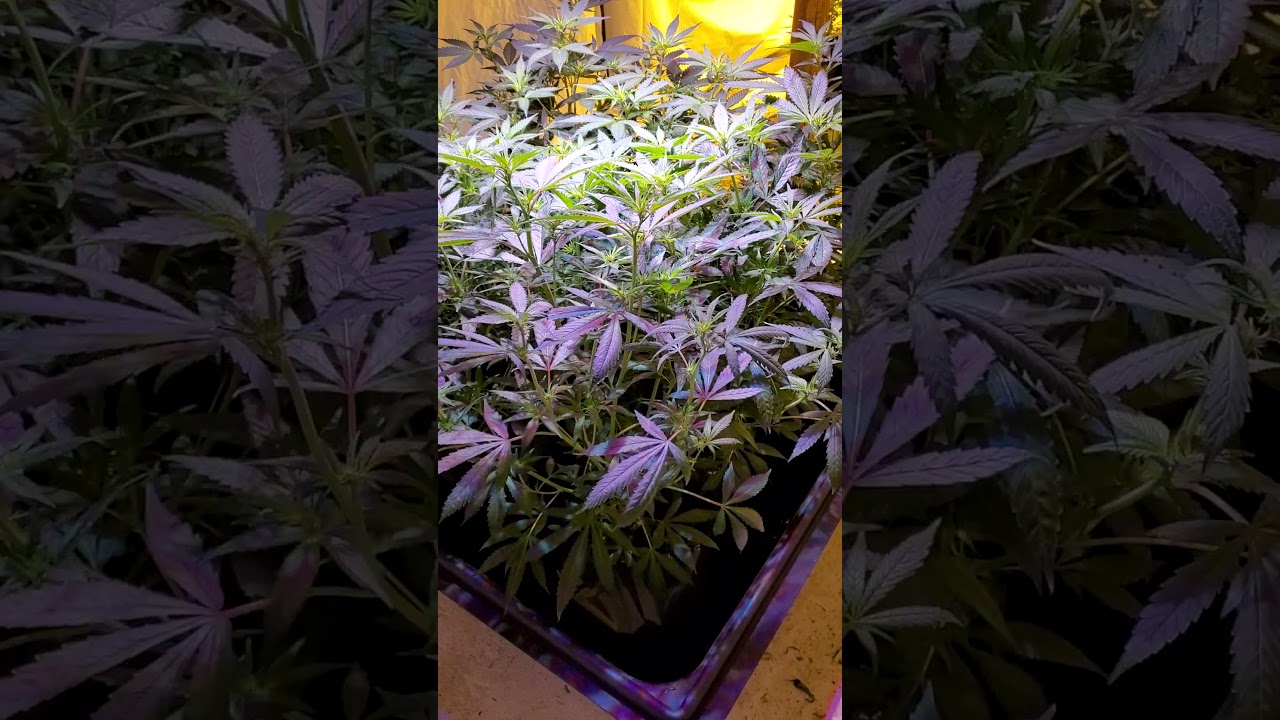 Phlizon 3000w cob led