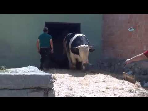 Video: Holstein Sesekljan Zrezek