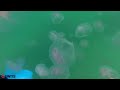 Thousands of jellyfish in British waters