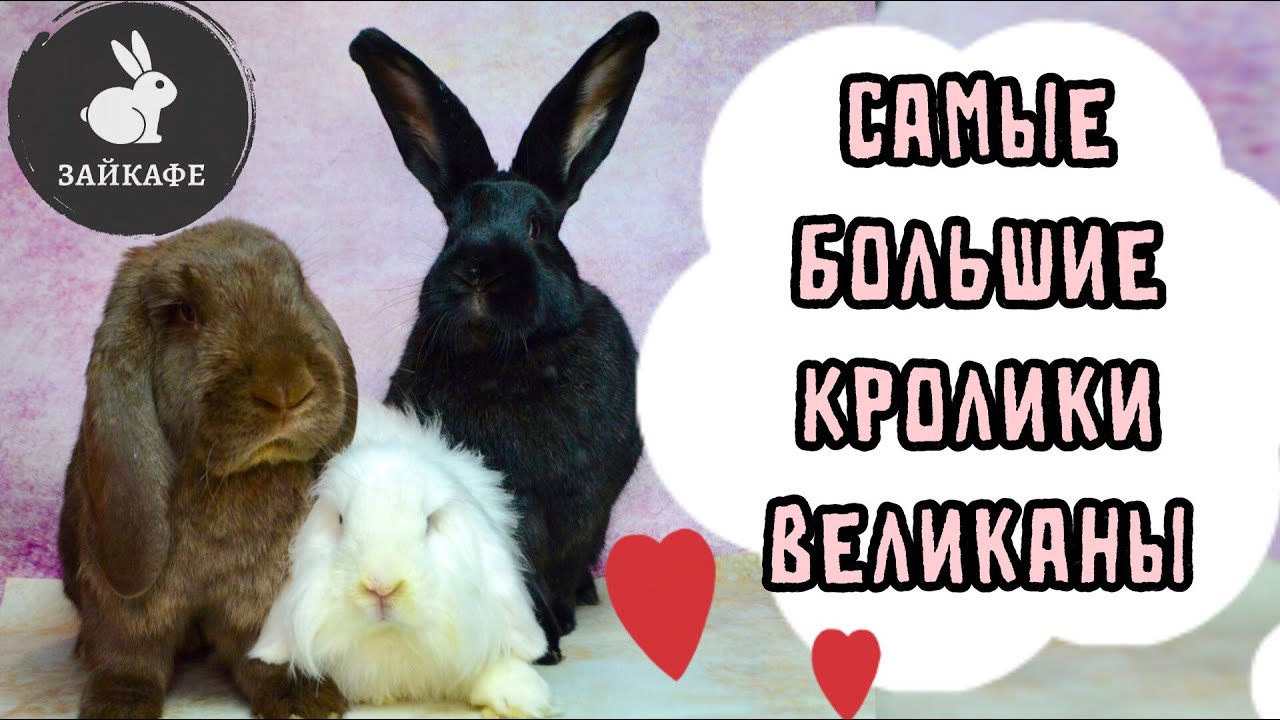 Крупнейшие породы кроликов великанов: обзор самых больших животных