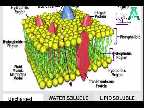 Water Vs Lipid Solubility Should The Drug Dissolve In Water Or In Fats