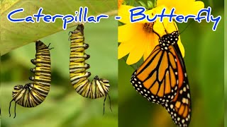 Caterpillar to Butterfly transformation | God's creation