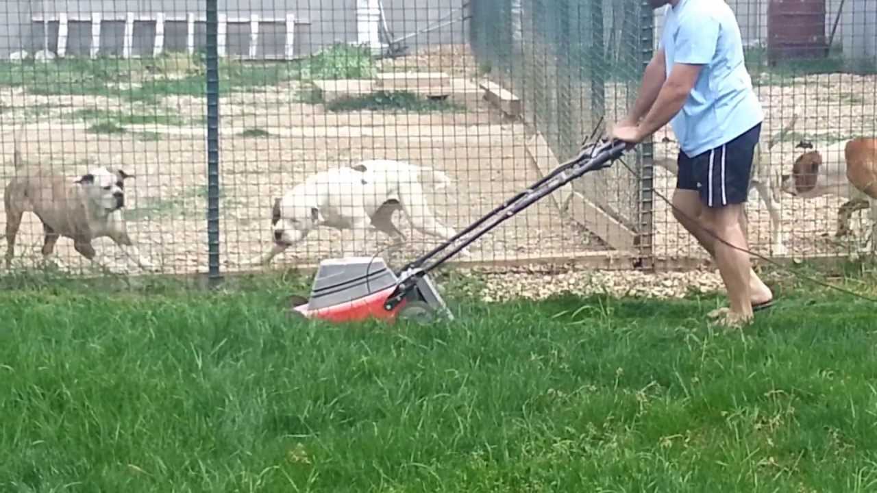 Search And Rescue Dog Training Oregon Search And Rescue Dog Training Oregon