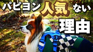 【パピヨン人気ない理由】パピヨン犬に人気がない理由を考察してみました【パピヨン】【パピヨン飼い方】パピヨンの魅力も紹介