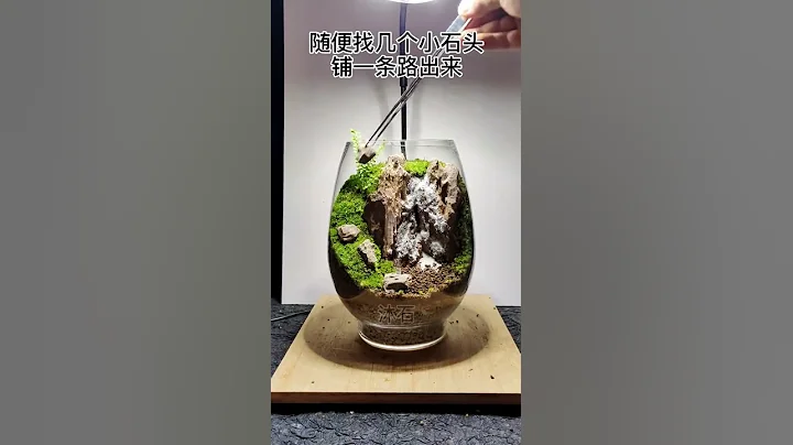 今天不會說鴨子大了吧#苔蘚微景觀#微型盆景 - 天天要聞