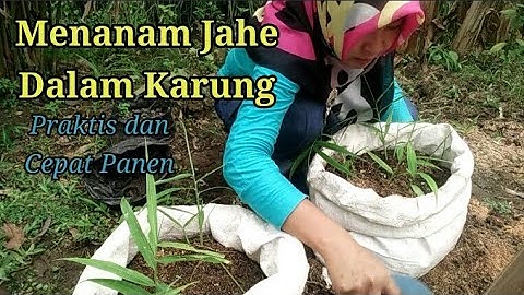 Menanam Jahe Dalam Karung Cepat Panen