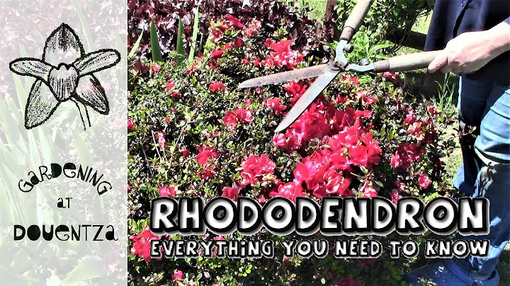 Rhododendron || Everything You Need to Know || what is an azaleas, care, pruning, deadheading, soil - DayDayNews