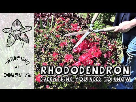 Vidéo: Rhododendron Cold Damage - En savoir plus sur les soins des rhododendrons en hiver