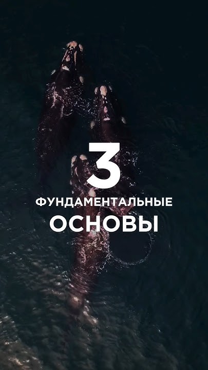 3 кита этикета - YouTube