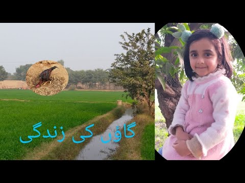 گاؤں کی زندگی | ہم گئے اپنے نانا ابو کے گاؤں اور پرانے گھر کی تعمیر کے ...