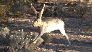 Jackrabbit Running In Slow Motion