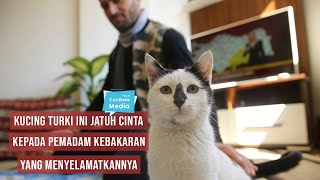 Kucing Turki ini Jatuh Cinta Kepada Pemadam Kebakaran yang Menyelamatkannya