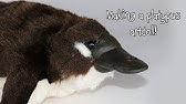 Platypus Platypus