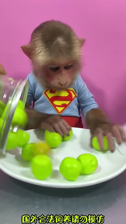 Bandar 🙈#cutemonkey🙉 #shortsvideo #monkey # #tranding #youtubeshorts #short